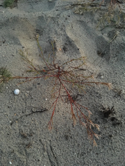 Polygonella articulata