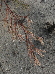 Polygonella articulata