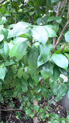 Camellia japonica