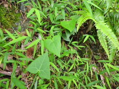 Solena amplexicaulis