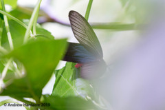 Histia flabellicornis