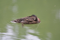 Anas platyrhynchos
