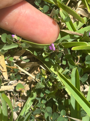 Grona triflora, photograph Tyler Radtke, CC0, iNaturalist via GBIF