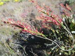 Struthiola macowanii