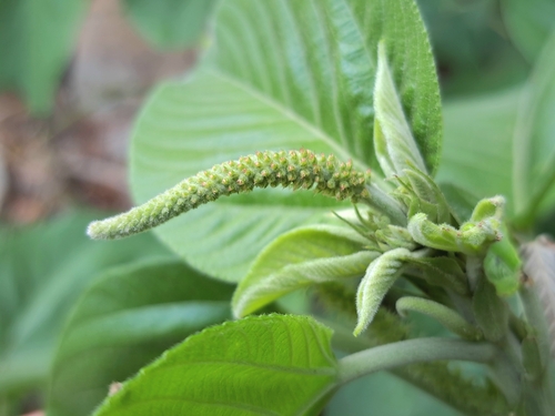 Acalypha angatensis (Acalypha angatensis)