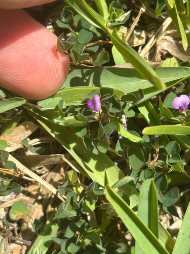 Grona triflora, photograph 5