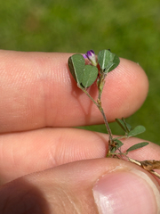 Grona triflora, photograph Tyler Radtke, CC0, iNaturalist via GBIF