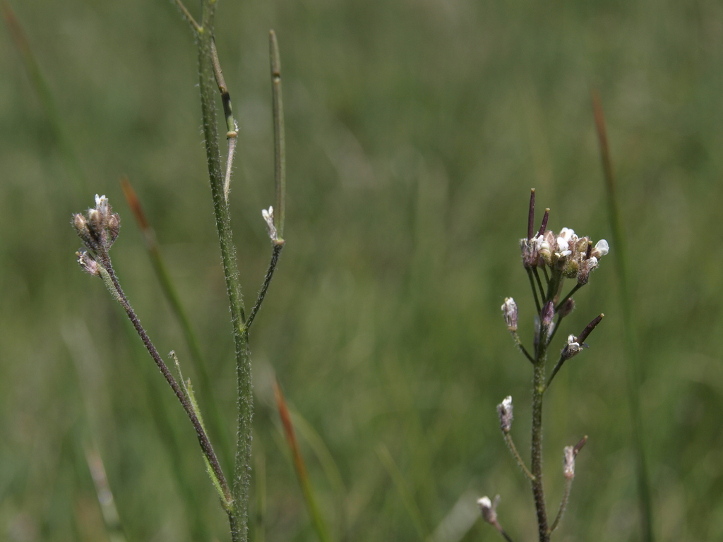 Crucihimalayeae