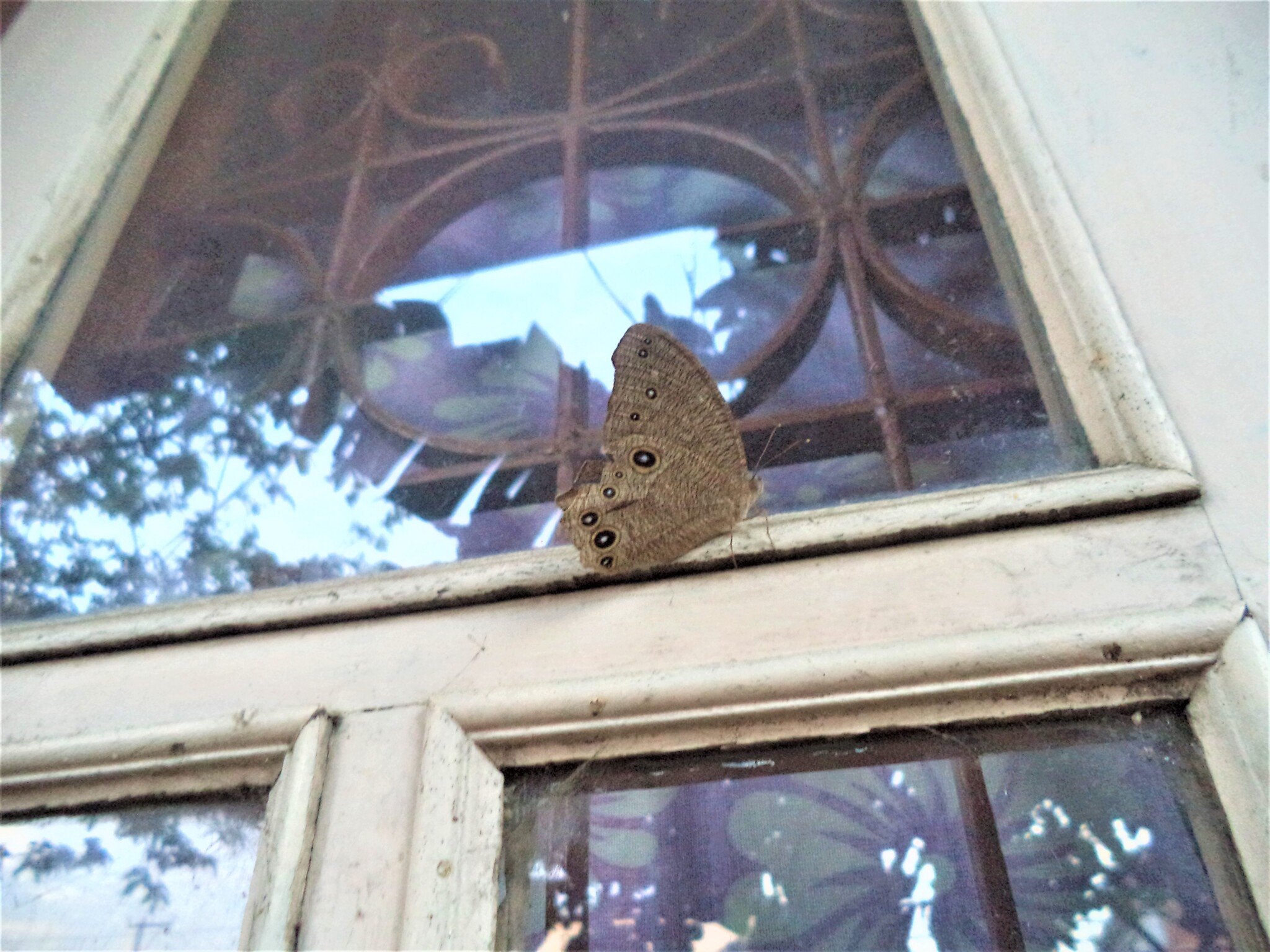 Common Evening Brown