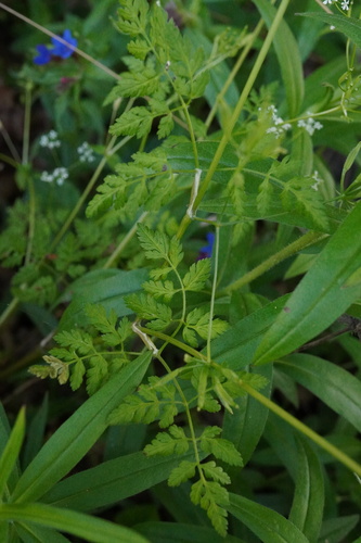 Image of Anthriscus cerefolium by (c) Patrick Hacker, some rights reserved (CC BY)