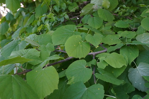 Image of Tilia tomentosa by (c) Patrick Hacker, some rights reserved (CC BY)