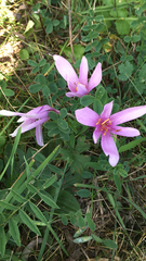 Colchicum autumnale