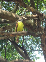 Pitangus sulphuratus