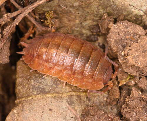 Porcellio debueni