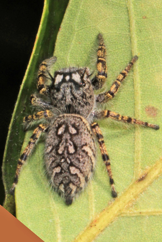 High Eyelashed Jumping Spider