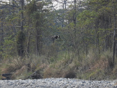 Haliaeetus leucoryphus