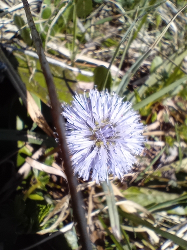 Image of Globularia nudicaulis by no rights reserved