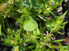 Millotia muelleri