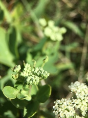 Peucedanum japonicum