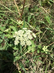 Peucedanum japonicum