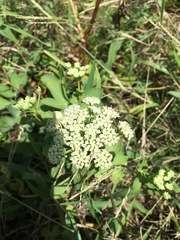 Peucedanum japonicum