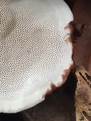 Coriolopsis strumosa