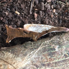 Coriolopsis strumosa