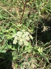 Peucedanum japonicum