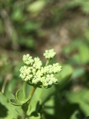 Peucedanum japonicum