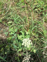 Peucedanum japonicum