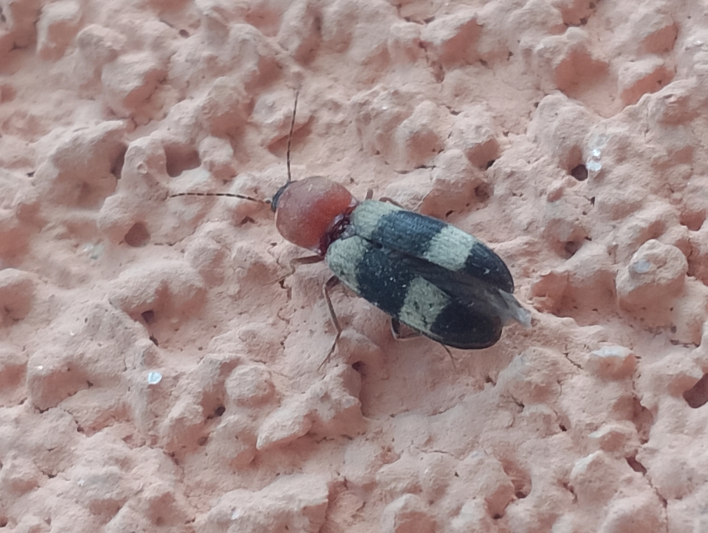 Cardiophorus hinkei