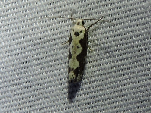 Ethmia hodgesella photo 3