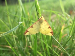 Opisthograptis luteolata