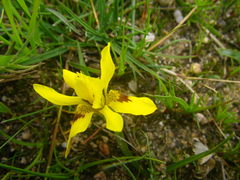 Moraea tricolor