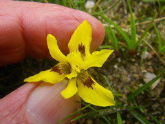 Moraea tricolor