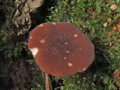 Pluteus nanus
