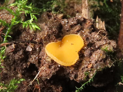 Cheilymenia vitellina