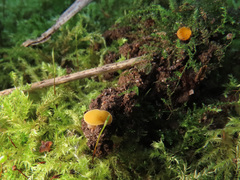 Cheilymenia vitellina