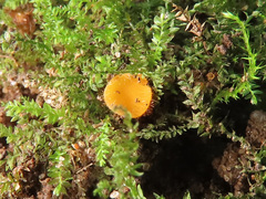 Cheilymenia vitellina