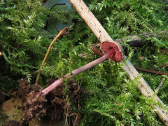 Melanophyllum haematospermum