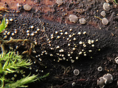 Polydesmia pruinosa