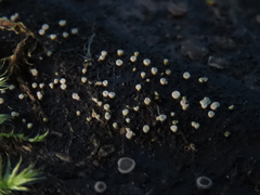 Polydesmia pruinosa