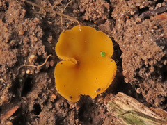 Cheilymenia vitellina