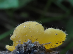 Cheilymenia vitellina