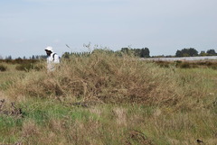 Aspalathus ternata