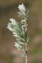 Aspalathus ternata