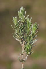 Aspalathus ternata