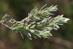 Aspalathus ternata