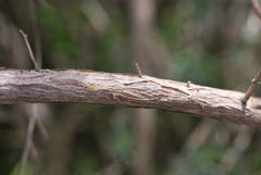 Aspalathus ternata