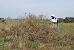 Aspalathus ternata